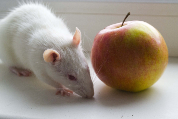 Белая Крыса с яблоком