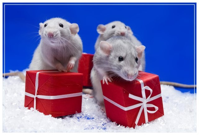 Белая Крыса с подарками