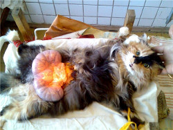 воспаление матки у кошки
