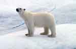 Царь зверей Арктики – белый медведь