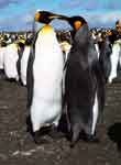 И у пингвинов есть свой Валентинов день!