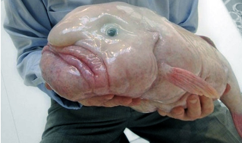 Blobfish - Рыба-капля