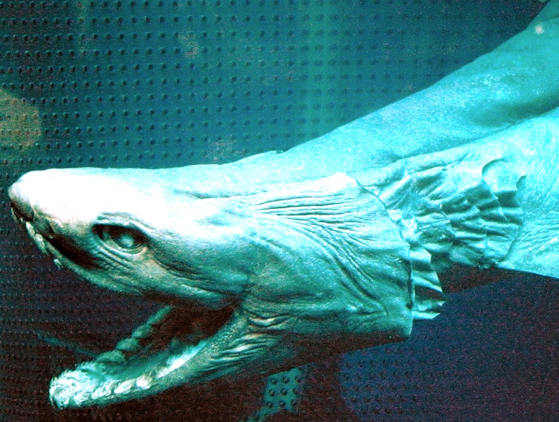 Плащеногая акула - Frilled shark