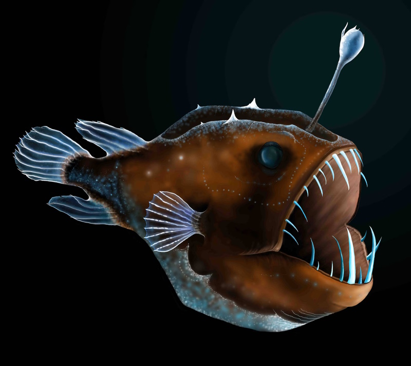 Рыба-удильщик, морской черт