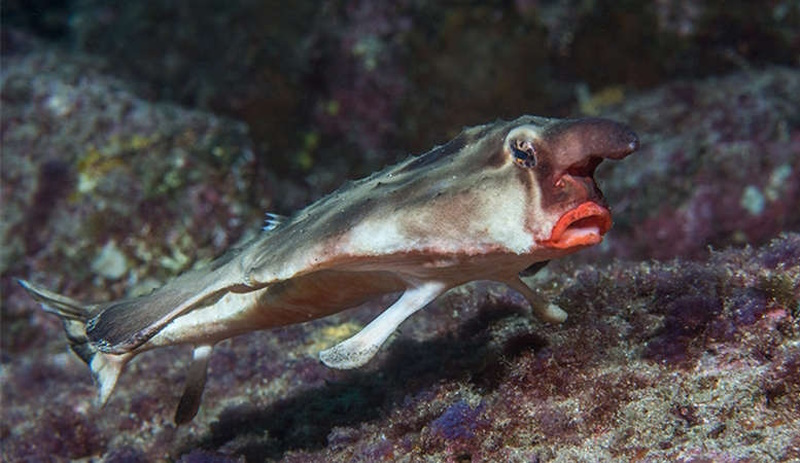 Нетобырь Дарвина (Red-lipped batfish)