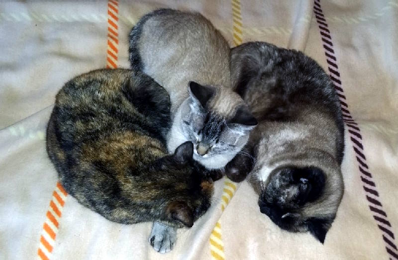 три кота
