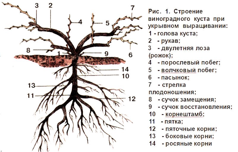 Строение виноградного куста при укрывном выращивании