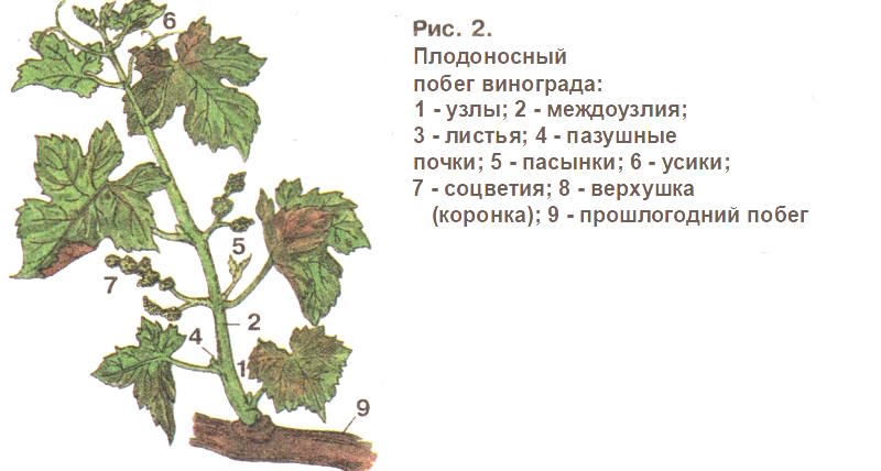 Плодоносный побег винограда