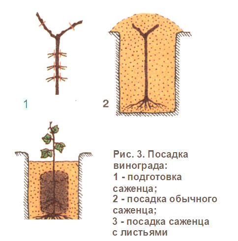 Посадка винограда