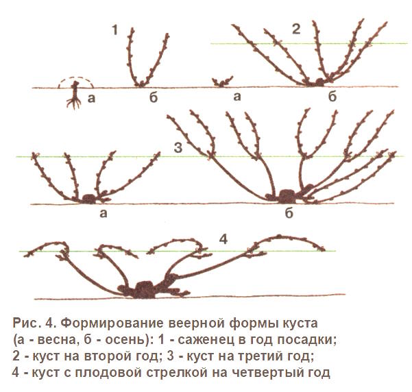 Формирование веерной формы куста