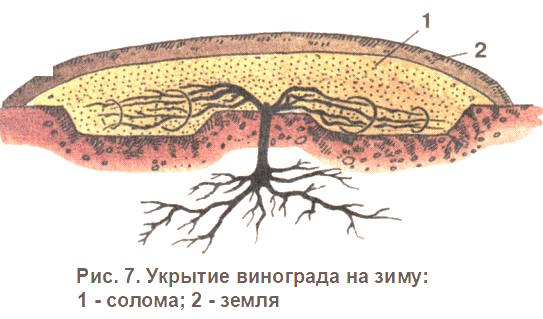 Укрытие винограда на зиму