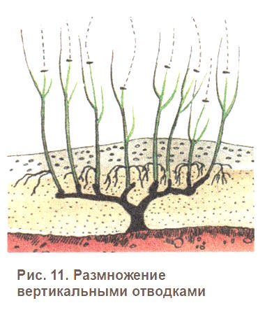 Размножение вертикальными отводками