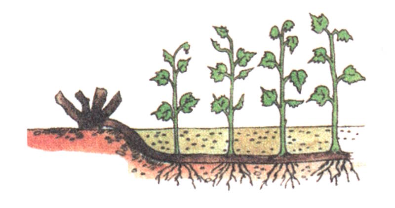 Размножение горизонтальными отводками