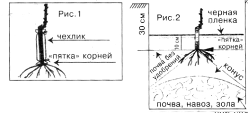 посадка винограда