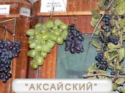 Аксайский виноград