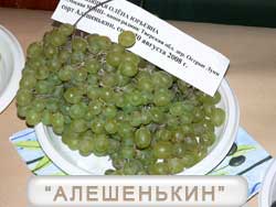 Алешенькин виноград