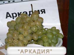 Аркада виноград