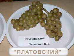 Платовский виноград
