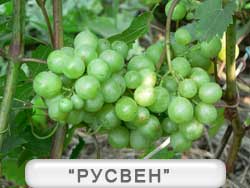Русвен виноград