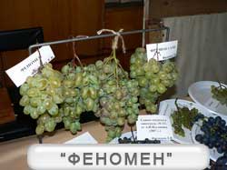 Феномен виноград