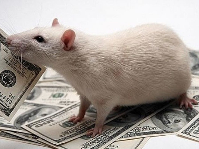 Белая Крыса с кучей денег