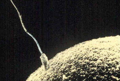 сперматозоид и яйцеклетка в момент оплодотворения