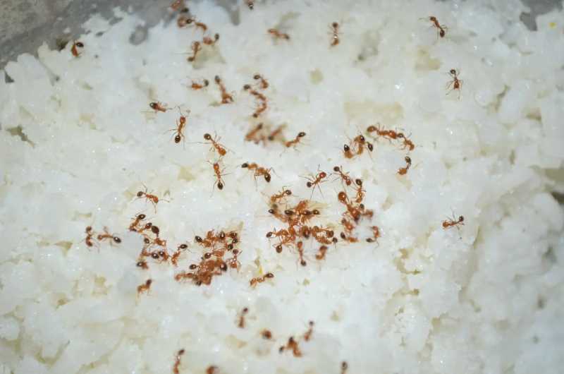 муравьи домашние на рисе