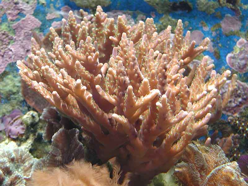 коралловые полипы