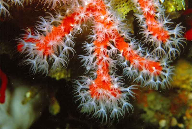 Красный коралл - Corallium rubrum