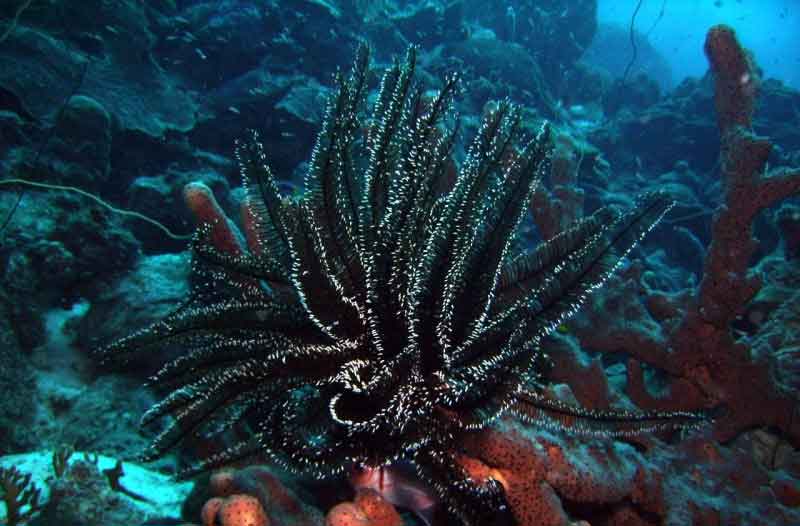 Черные кораллы