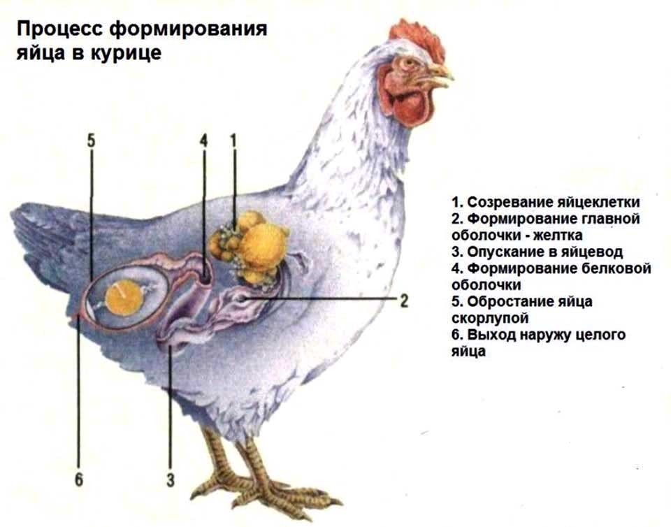 процесс формирования яйца в курице