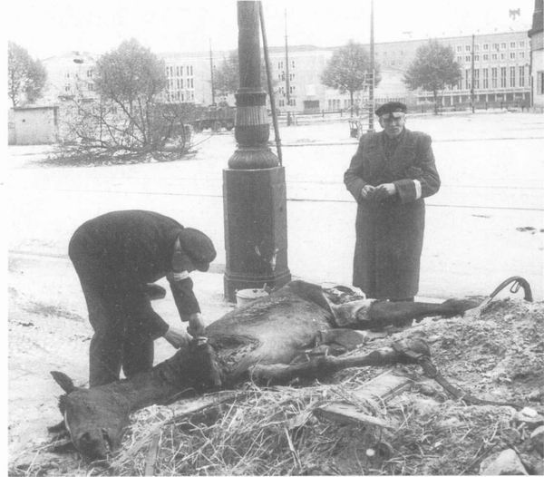 Берлинцы срезают мясо с убитой лошади у аэропорта Темпельхоф, начало мая 1945 г.