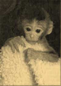 клонирование обезьян